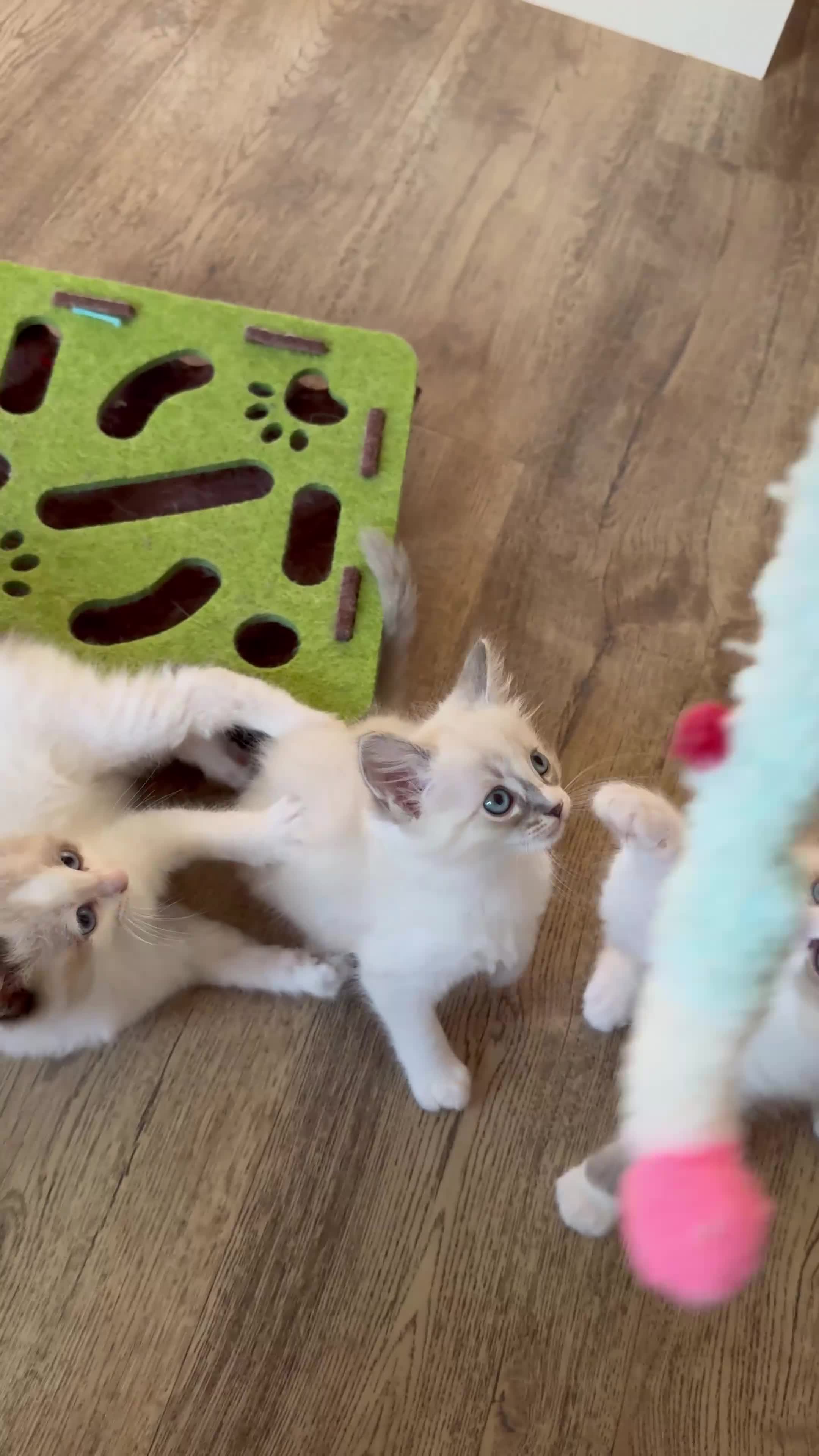 Ragdoll cats for sale: Stunning Ragdoll kittens - Video 1