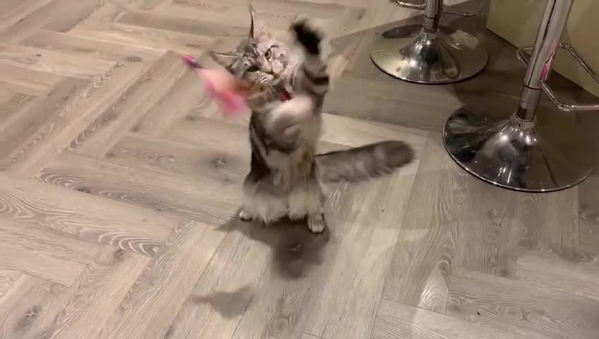 Maine Coon cats for sale: Beautiful 5 Year old Russian Zuki - Video 1
