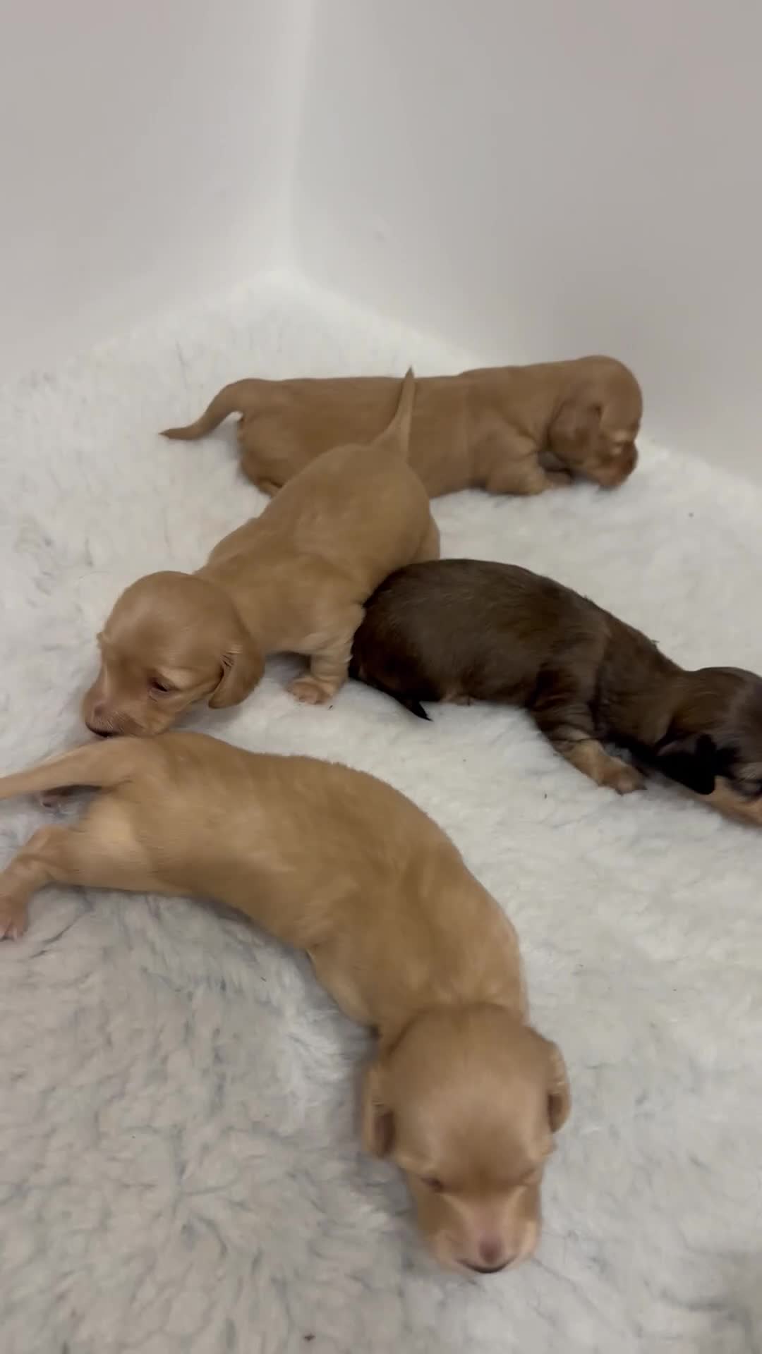 Miniature Dachshund dogs for sale: Stunning long haired miniature dachshund  - Video 1