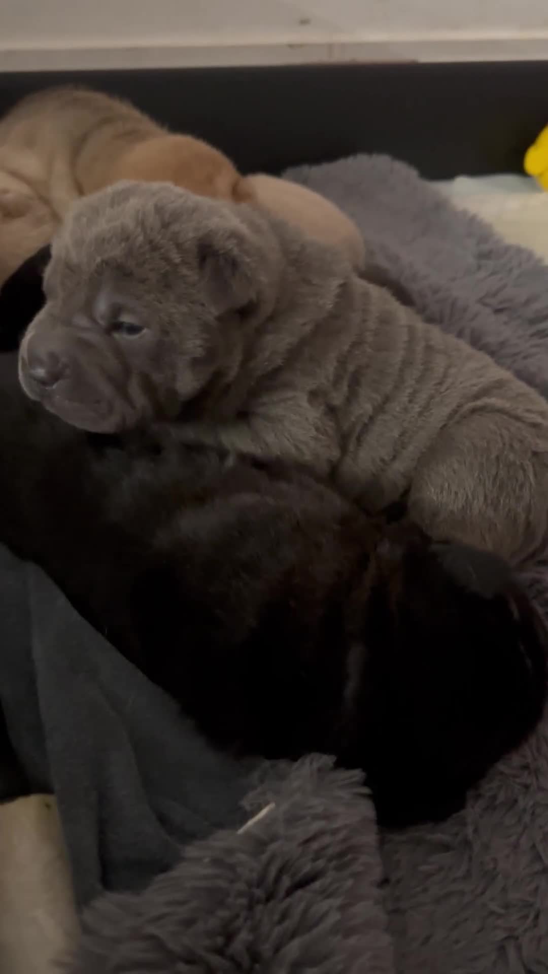 Shar Pei dogs for sale: Bear coat shar pei - Video 1