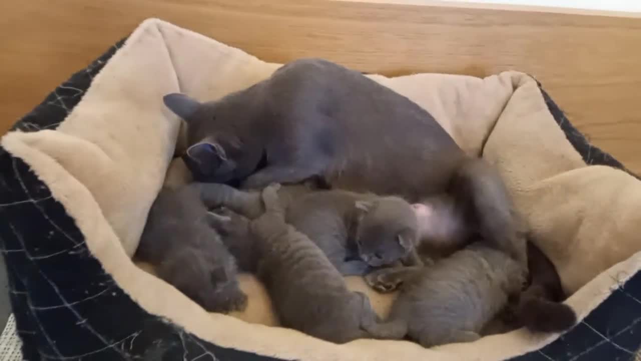 Russian Blue cats for sale: Pure Russian Blue Kittens for sale - 2 Boys 1 Girl - Video 2