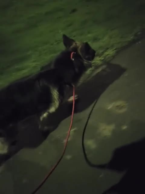 German Shepherd dogs for sale: Astra - Video 2