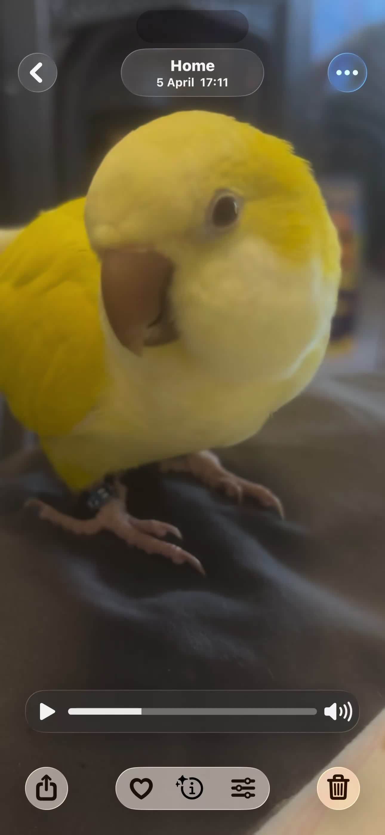 Parrots birds for sale: Talking & tame Quaker parrot  - Video 3