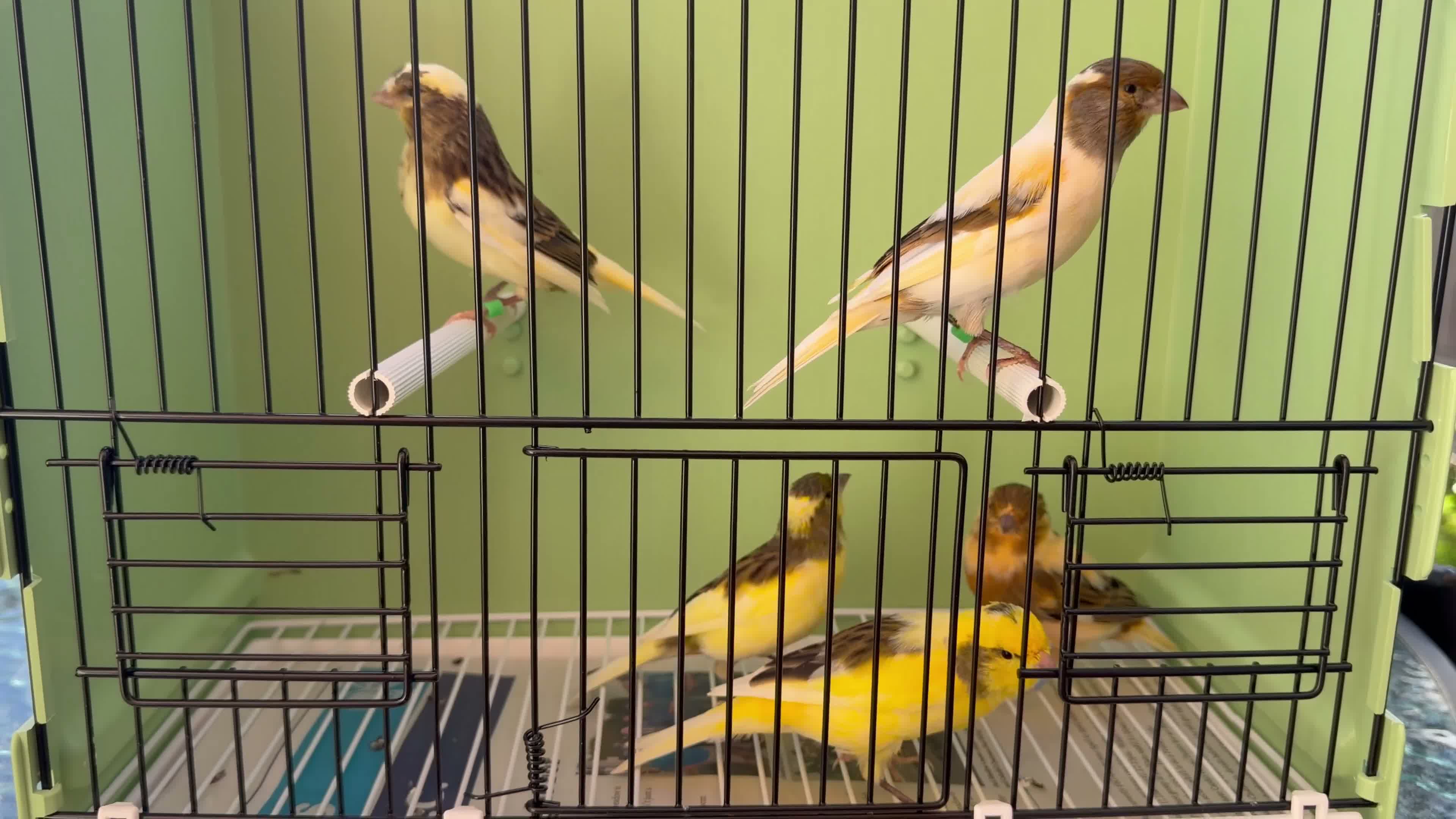 Canaries birds for sale: x5 harlequin canary’s this year  - Video 1