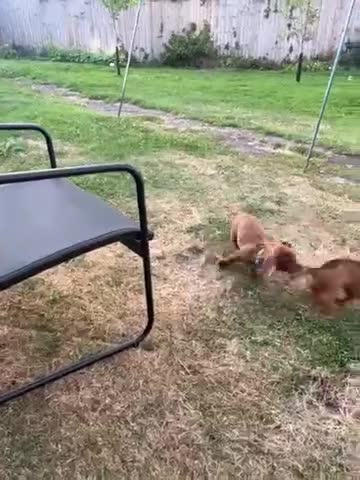 Miniature Dachshund dogs for sale: Stunning KC Miniature Dachshunds - Video 2