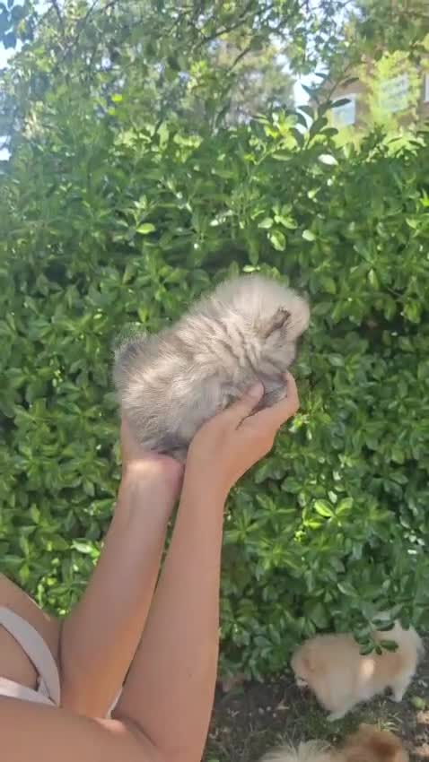 Pomeranian dogs for sale: Amazing toys pomeranian puppies  - Video 4