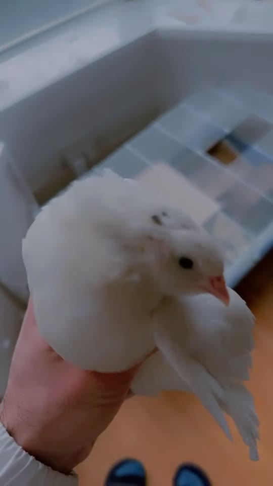 Quail poultry for sale: Female quails £3 each or 4 for £10 B66 - Video 1