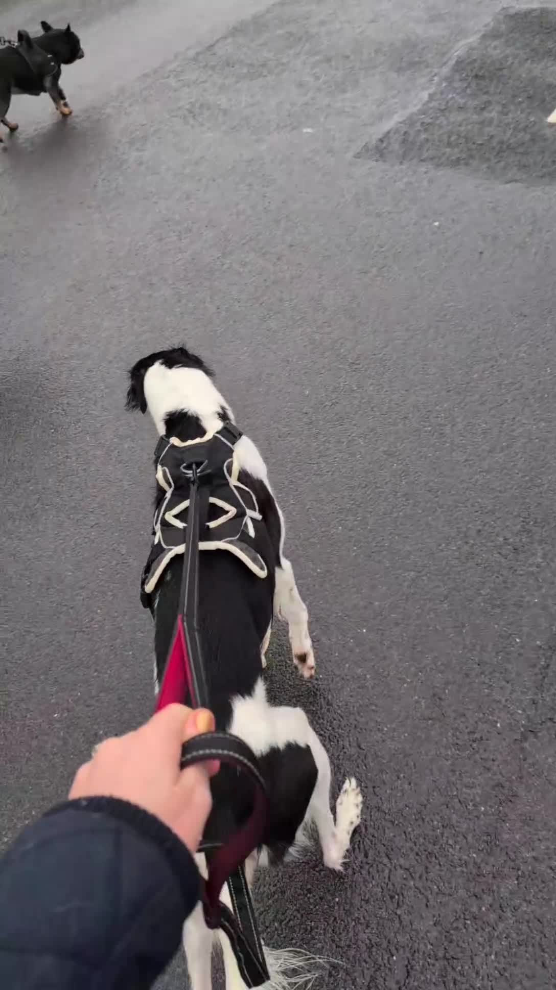 Mixed Breed dogs for sale: Saluki collie female  - Video 1