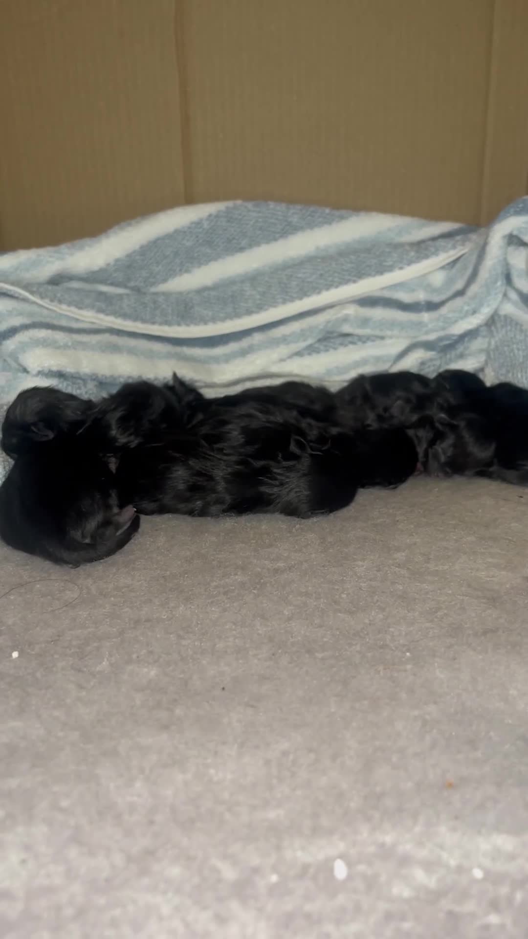 Norwegian Forest Cat cats for sale: Pure black kittens - Video 2
