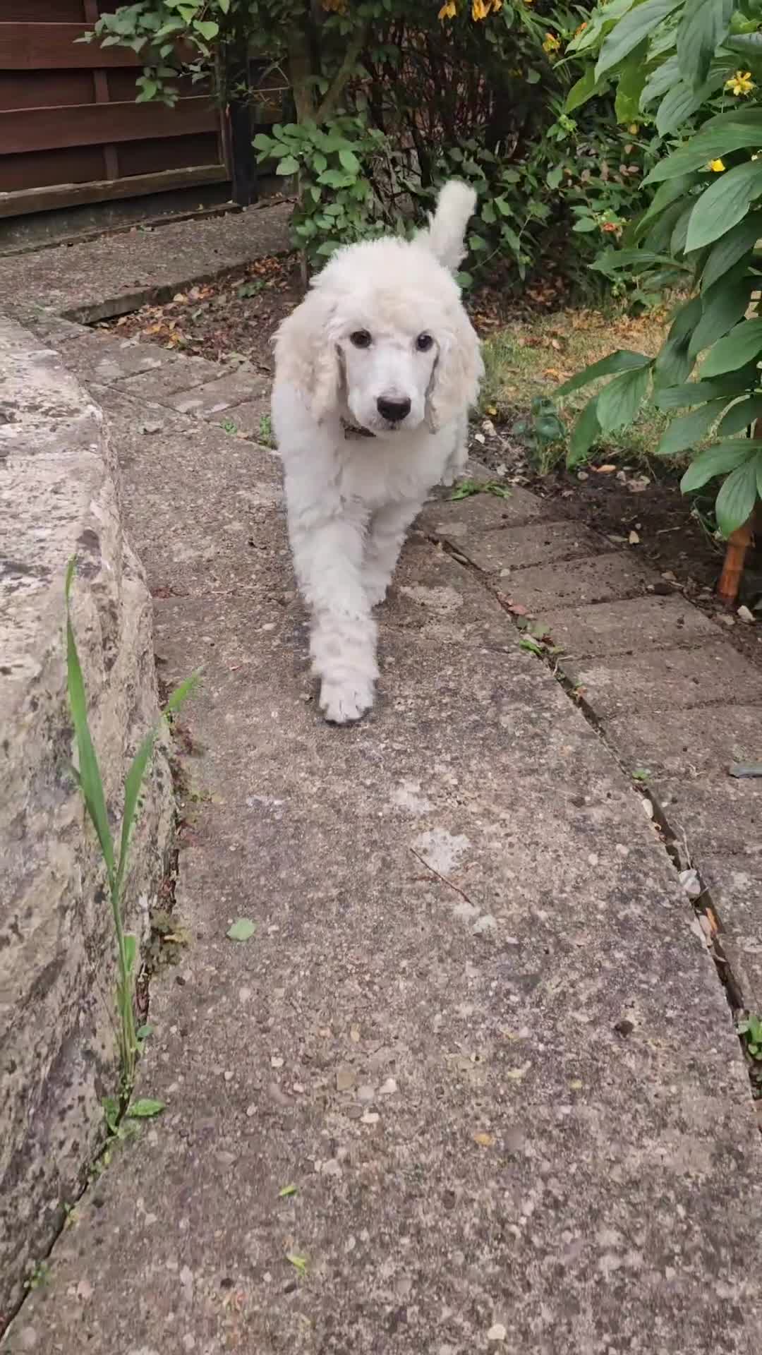 Standard Poodle dogs for sale: 💙Ready Now💙KC Registered Standard Poodle Boys 💙 - Video 2