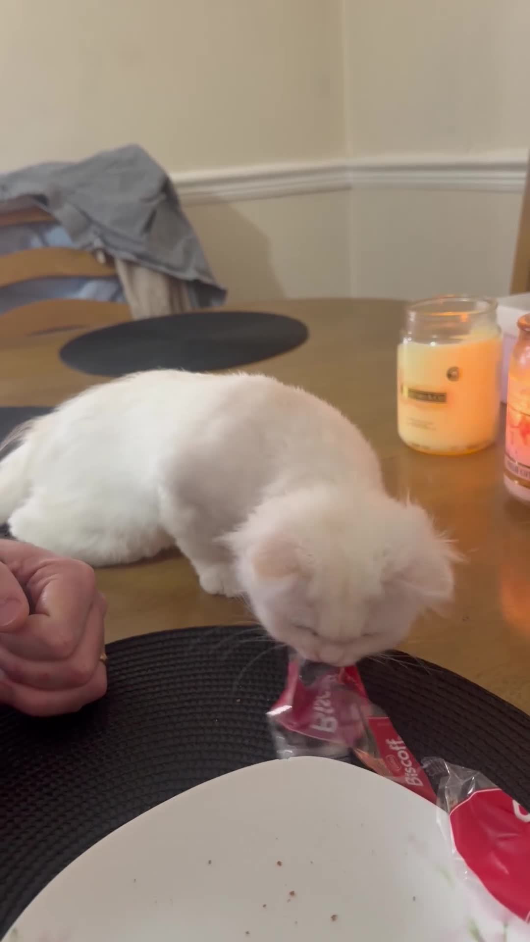 Persian cats for sale: Beautiful white male  - Video 1