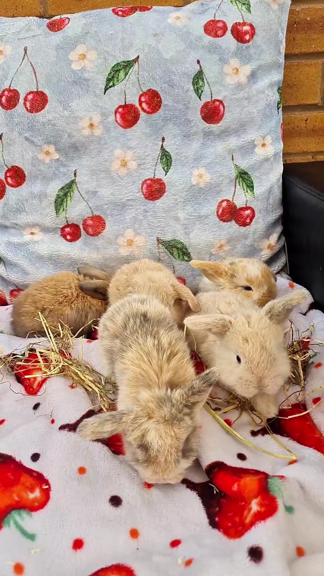 Mini Lop rabbits for sale: Paisley's Bunny Barn  - Video 1