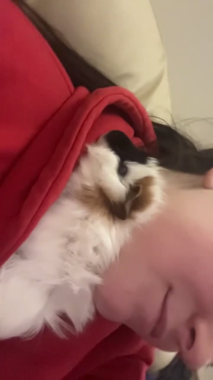 Guinea Pig rodents for sale: 2 Beautiful female guinea pigs  in Frizington - Video 1