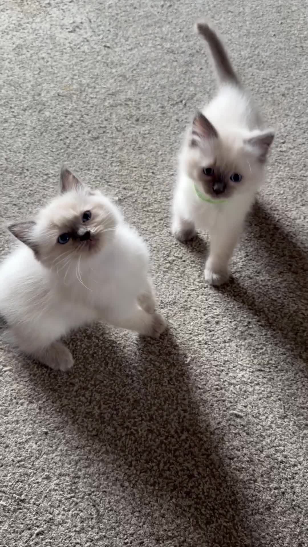 Ragdoll cats for sale: 3 gorgeous blue point male ragdolls. Ready now.  - Video 1