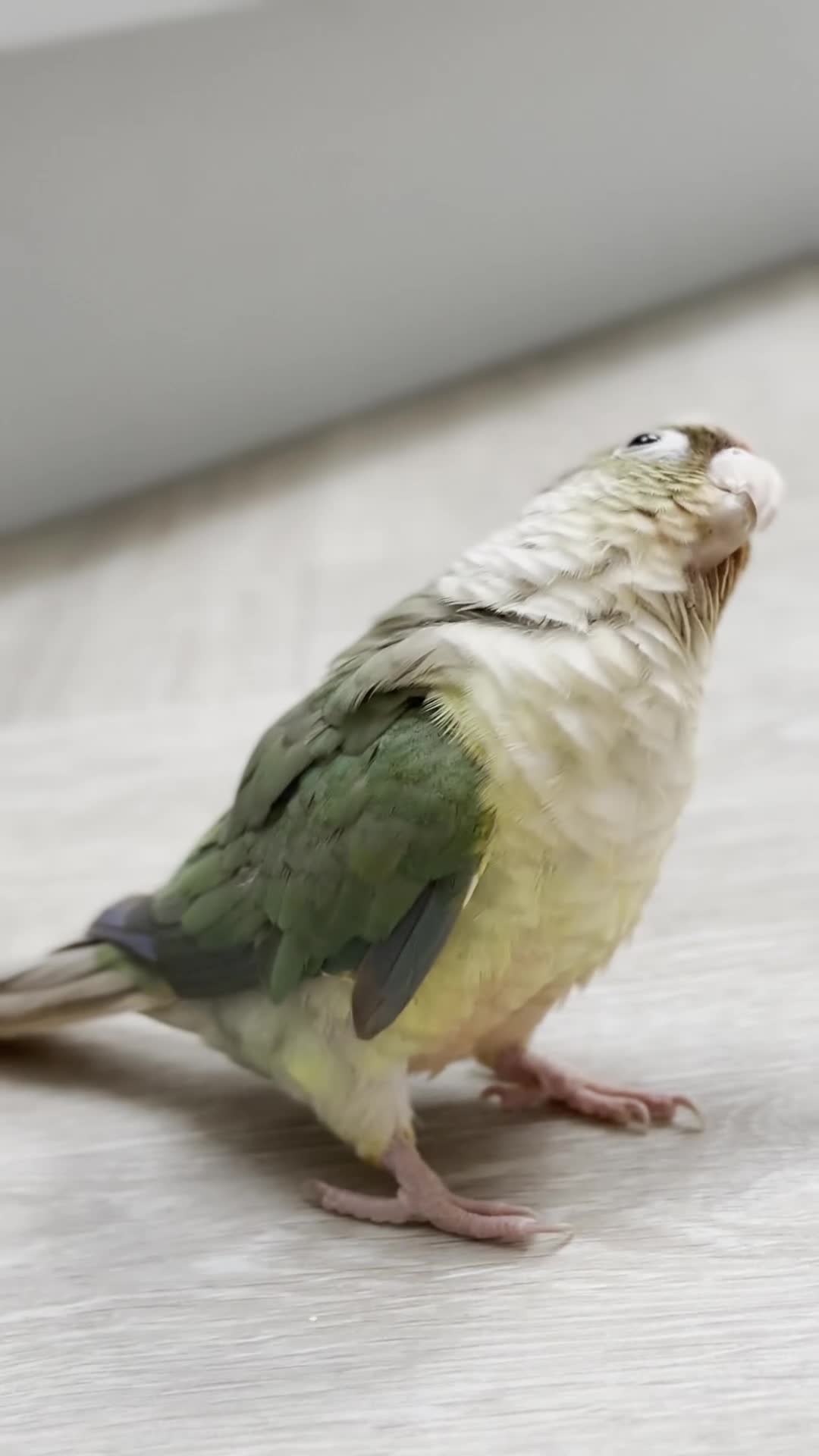Conures birds for sale: Conure with Cage, Hand Tame, Green Cheek Conure in Ilford - Video 3