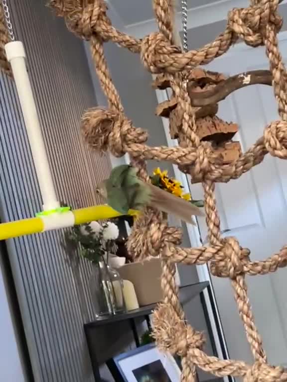 Conures birds for sale: Two Female Conures Including Large Cage - Video 1