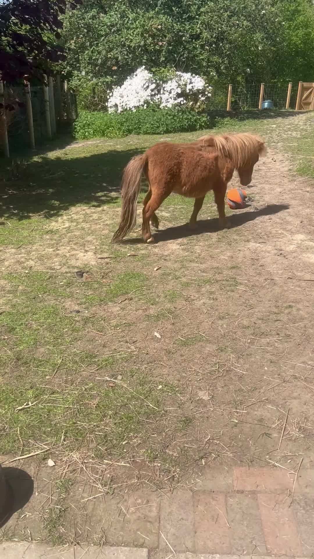 Miniature horses for sale: “Toad Your Next Fun & Rewarding Mini Pony Project in East Grinstead - Video 1