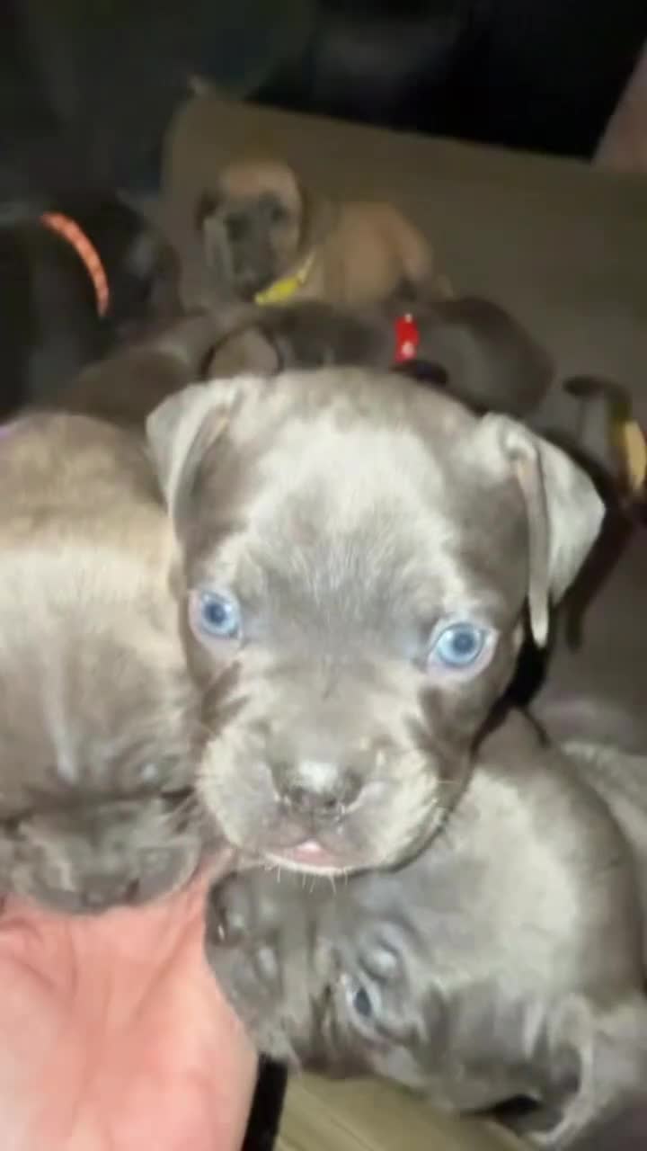 Mixed Breed dogs for sale: 5 girls 4 boys french x American pocket bully - Video 2