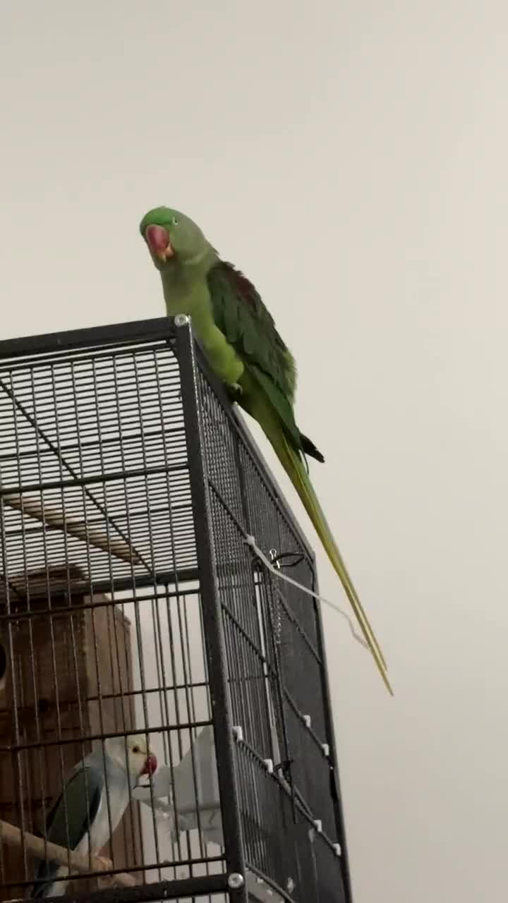 Conures birds for sale: Male conures and semi tame Alexandrine ring neck  - Video 1