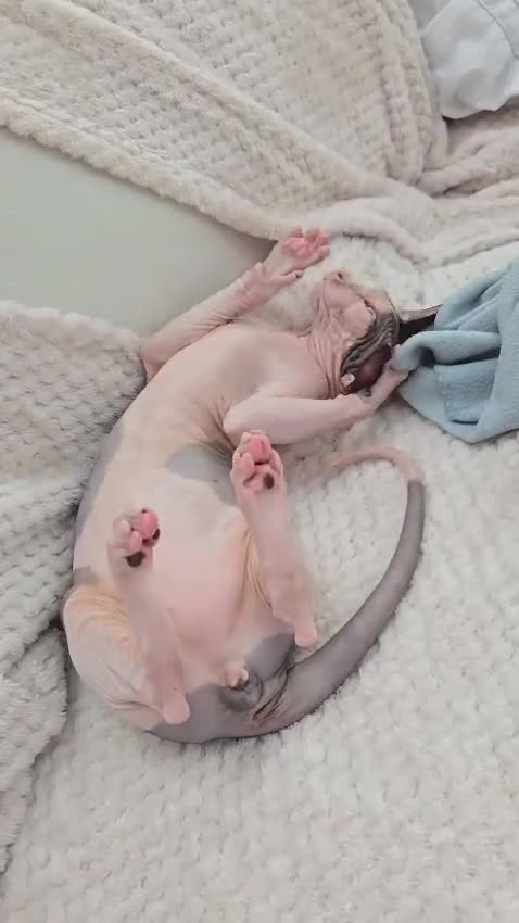 Sphynx cats for sale: Amazing blue eye boy TICA and GCCF, DBE program - Video 1