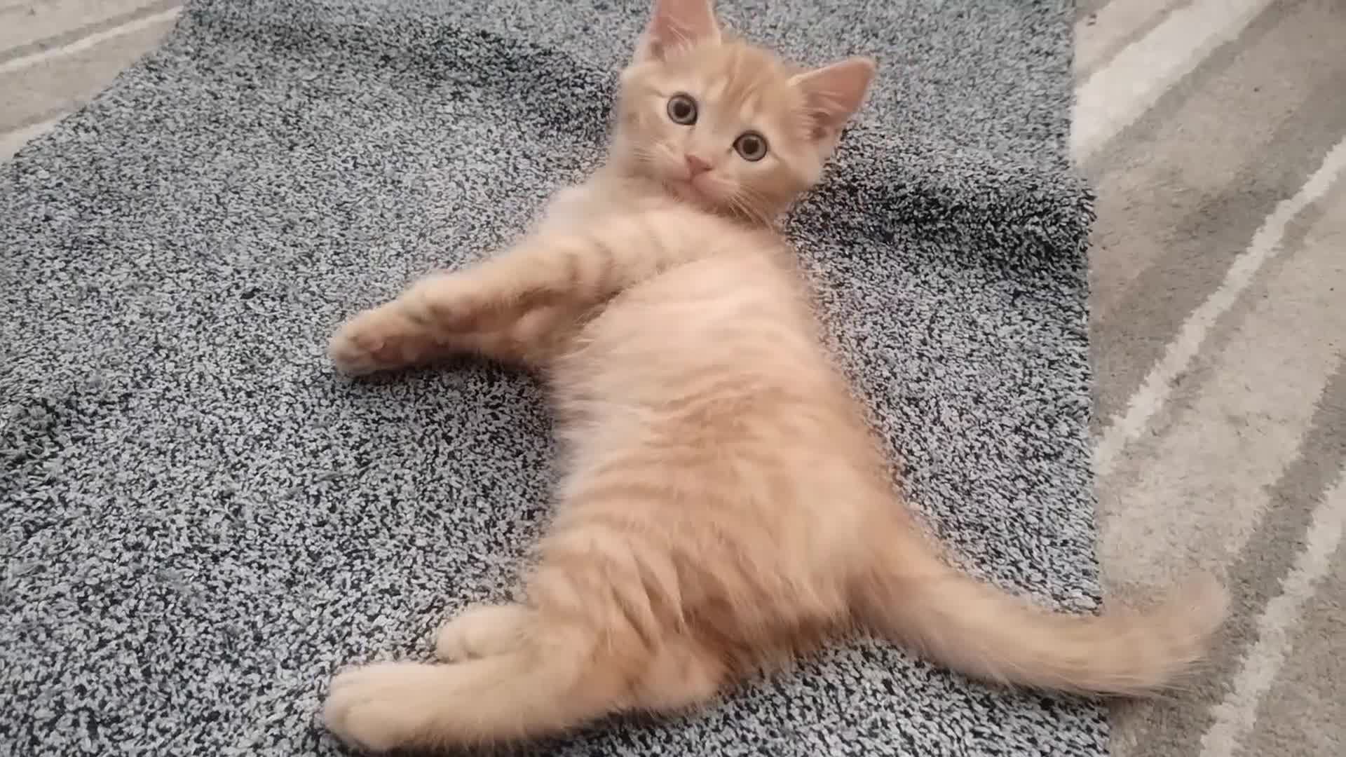 British Shorthair cats for sale: Cute and playful ginger boy  - Video 1
