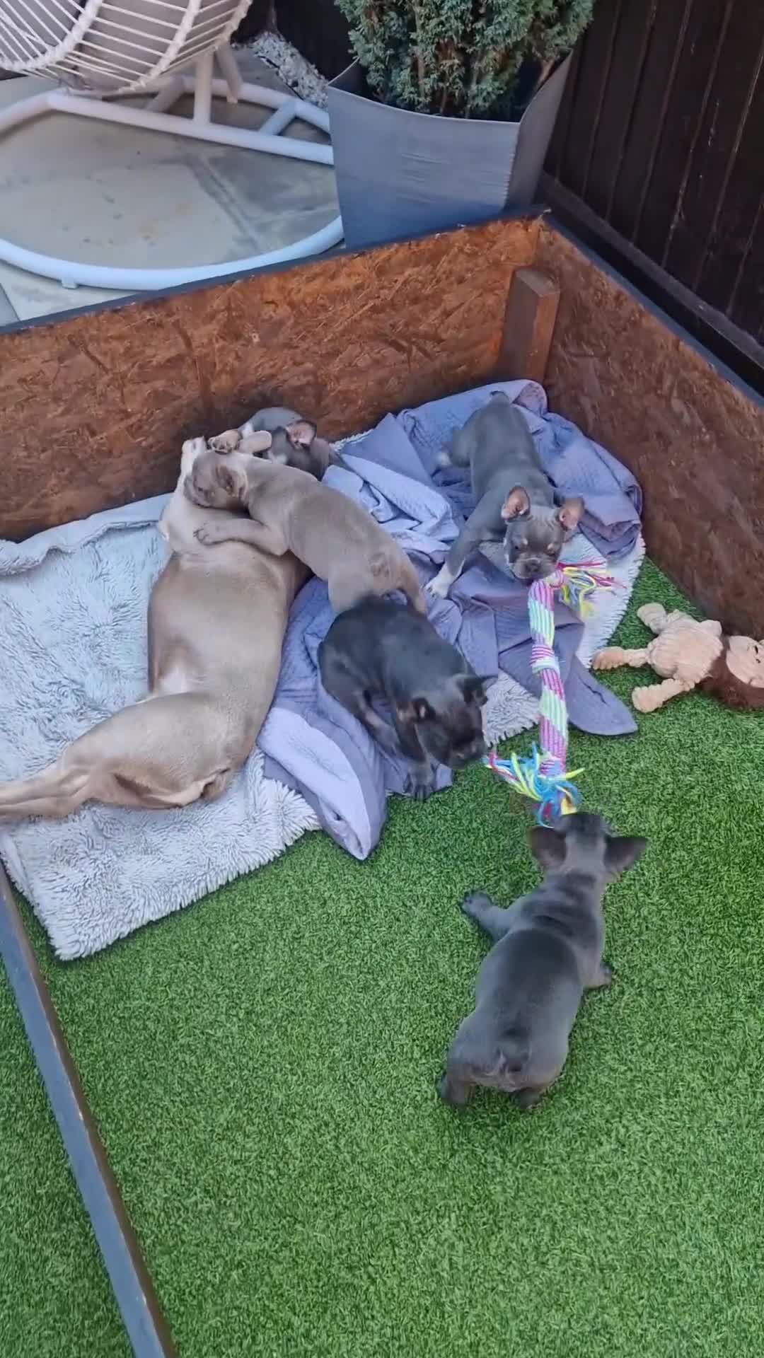 French Bulldog dogs for sale: French bulldog puppy 🐶 last little girl left - Video 1