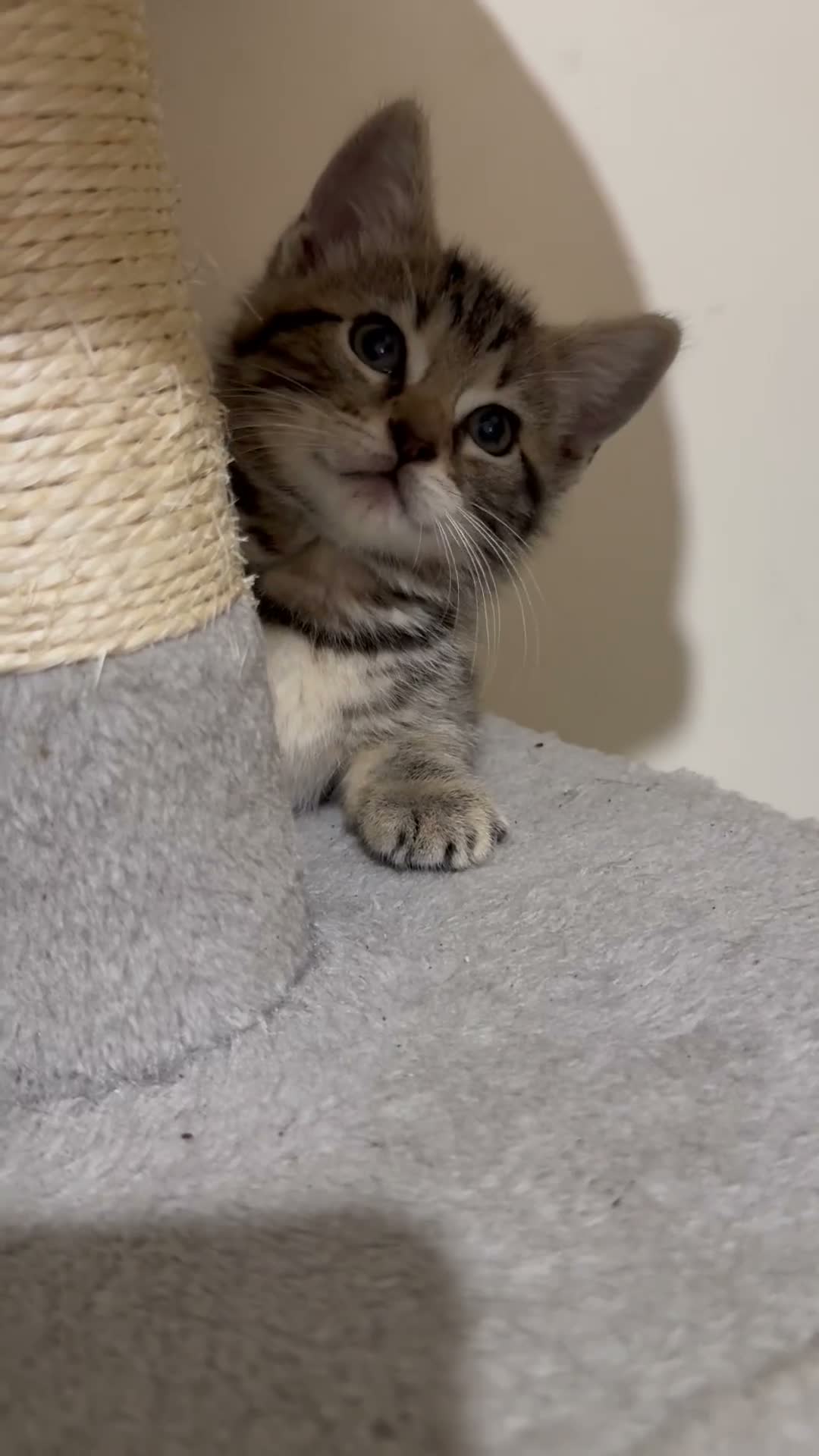 Domestic Shorthair cats for sale: Lovely tabby kittens - Video 1