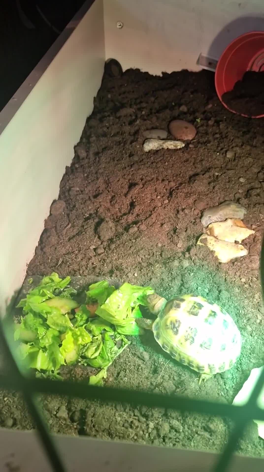 Tortoise reptiles for sale: Horsefield tortoise - Video 1