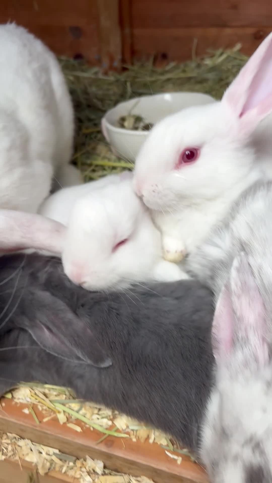 Mixed Breed rabbits for sale: 4 beautiful rabbits for sale  - Video 1