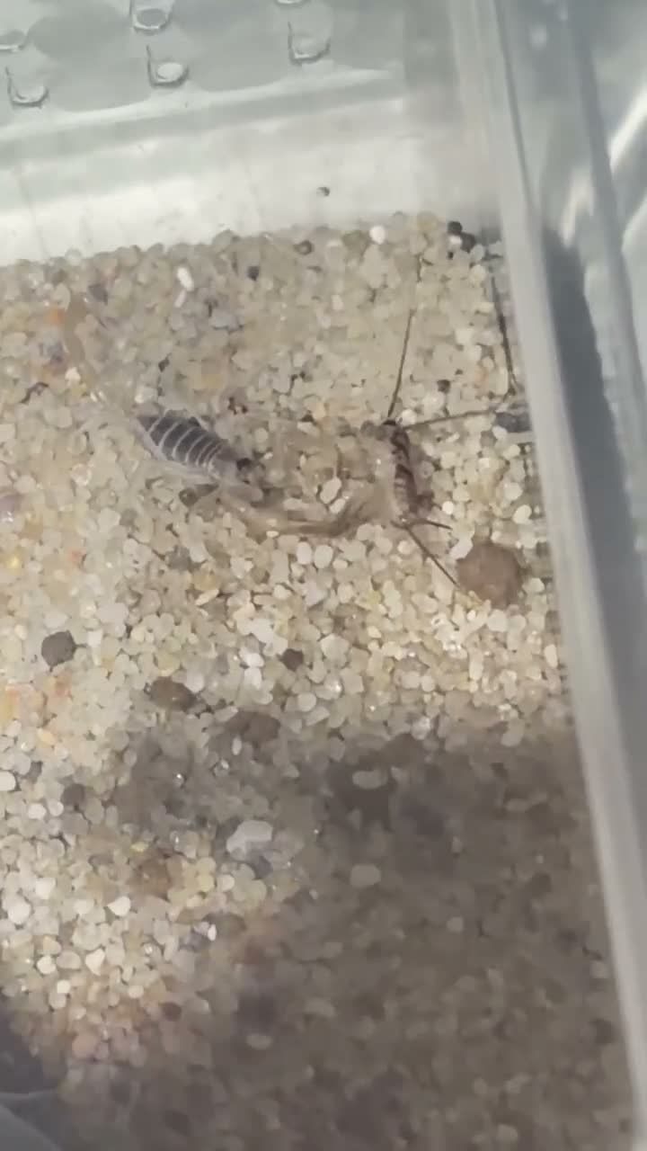 Scorpions invertebrates for sale: Captive-Bred Dune Scorpion Slings  - Video 1