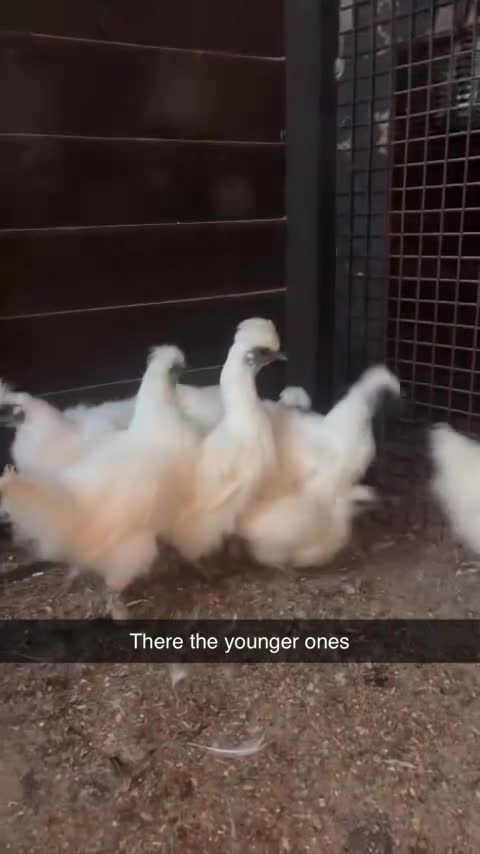Chickens poultry for sale: White silkies - Video 1