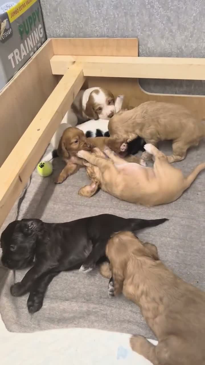 Cocker Spaniel dogs for sale: KC REGISTERED WORKING COCKER SPANIEL PUPPIES  - Video 1