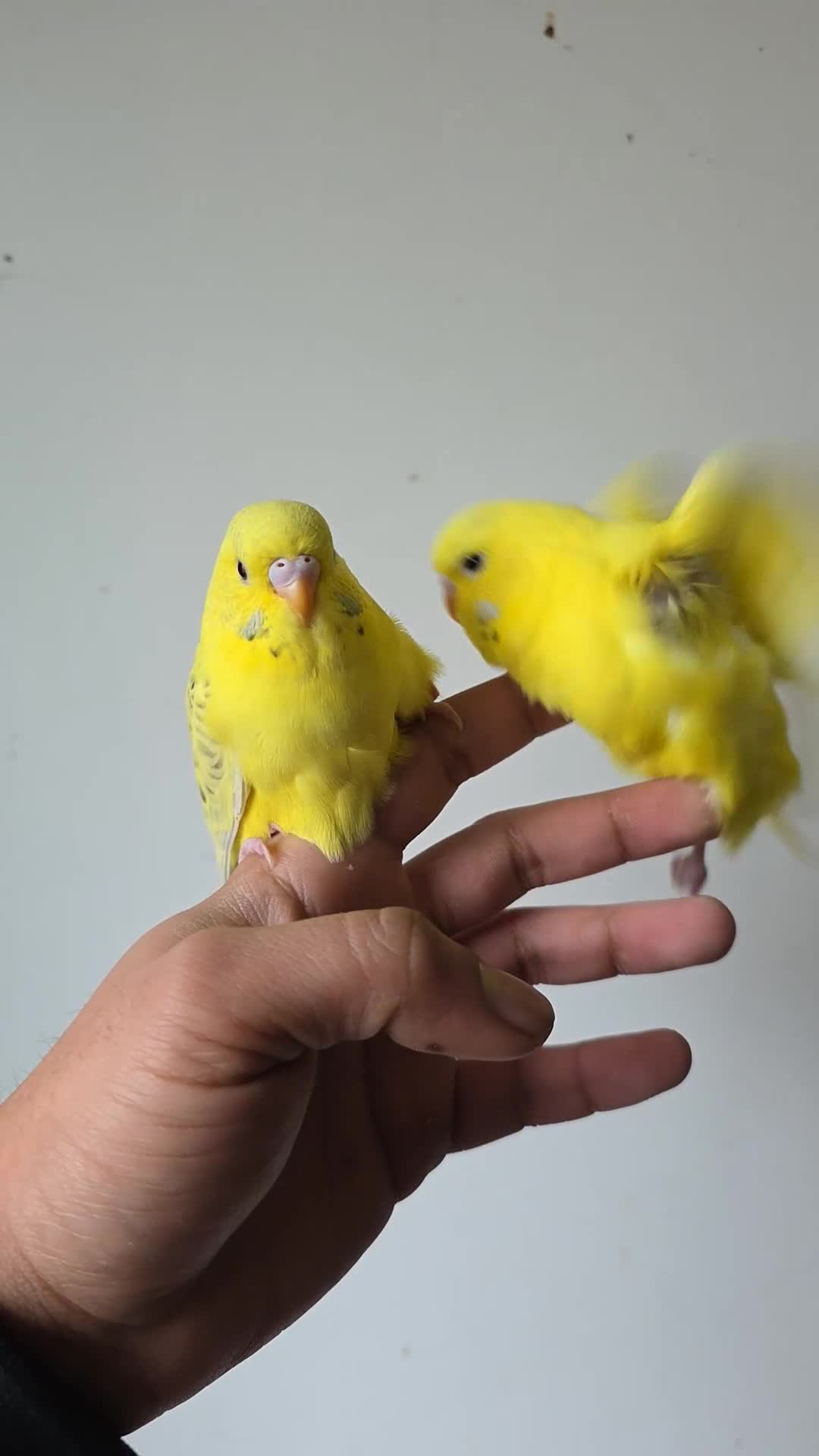 Budgerigars birds for sale: Coming Soon: Hand-Raised & Aviary Baby Birds! 🐦 - Video 1