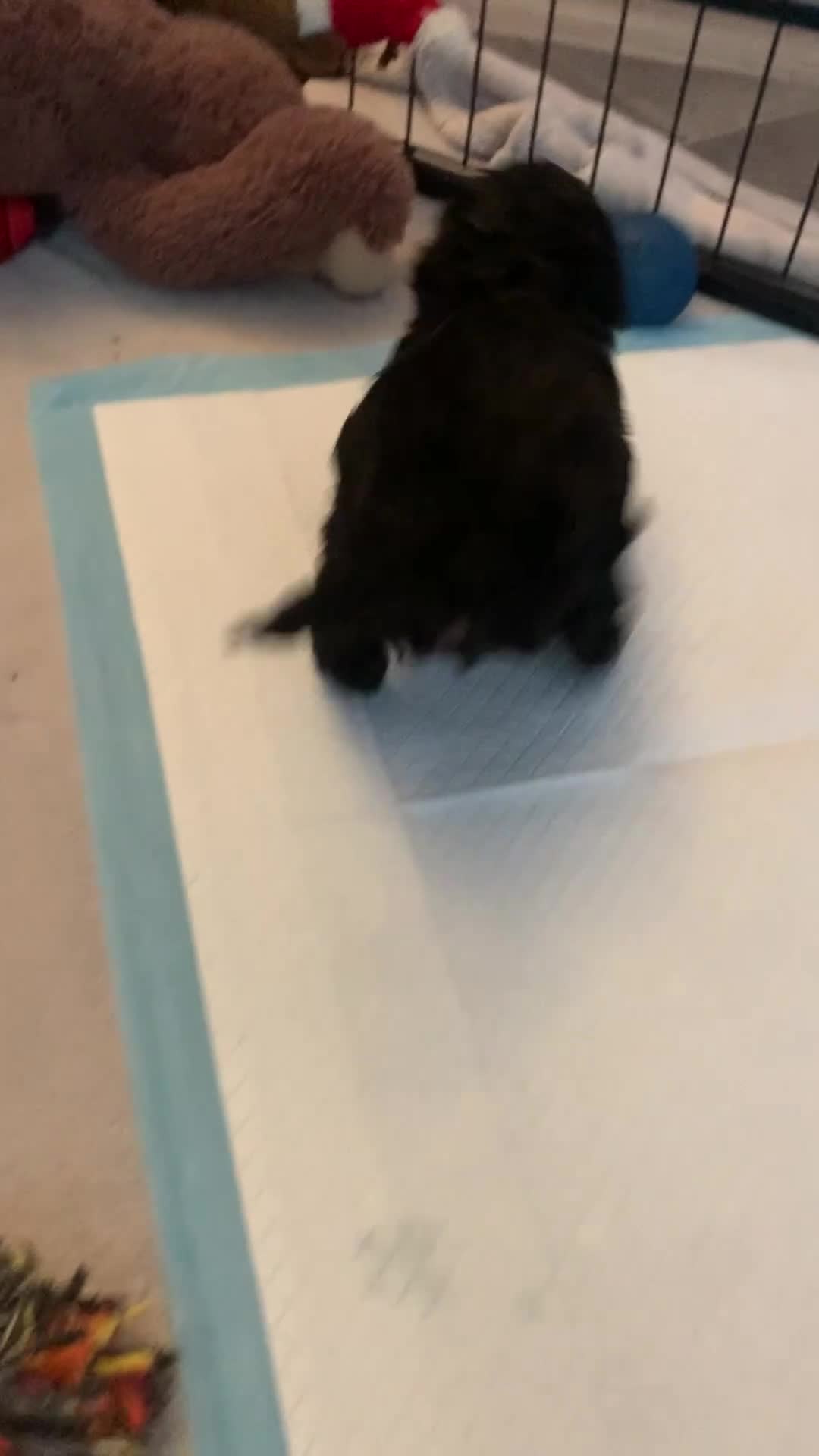 Cockapoo dogs for sale: Cockapoo Puppies  - Video 2