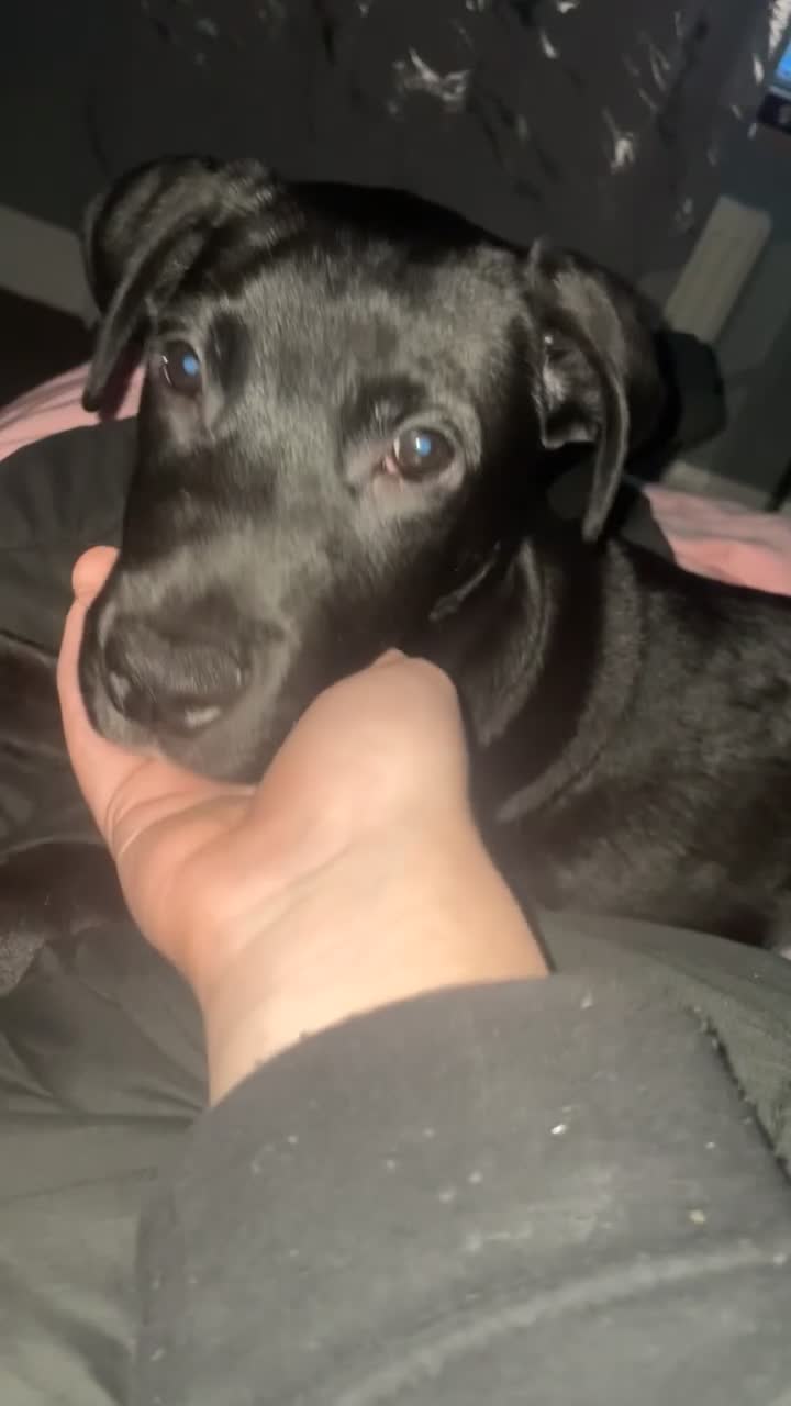 Mixed Breed dogs for sale: ollie  - Video 1