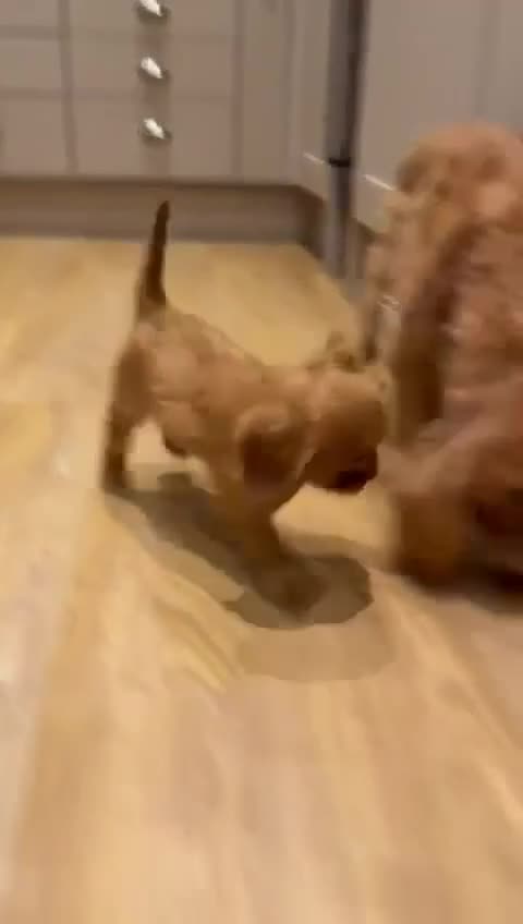 Cavalier King Charles Spaniel dogs for sale: CKCS Puppies Tested Bloodlines, KC Reg - Video 1