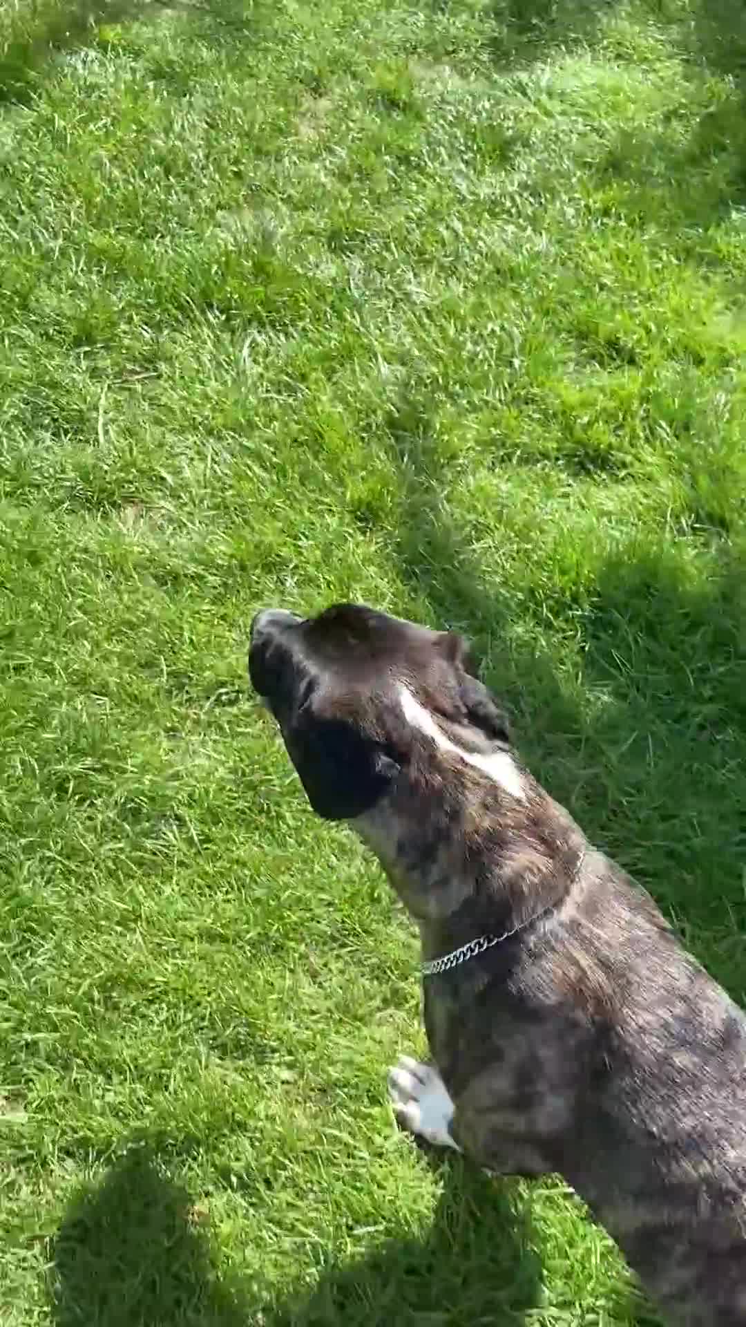 Cane Corso dogs for sale: Bronson - Video 2