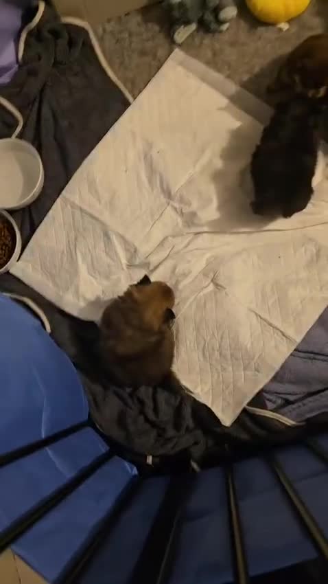 Pomeranian dogs for sale: 4 week old male pomeranians - Video 1