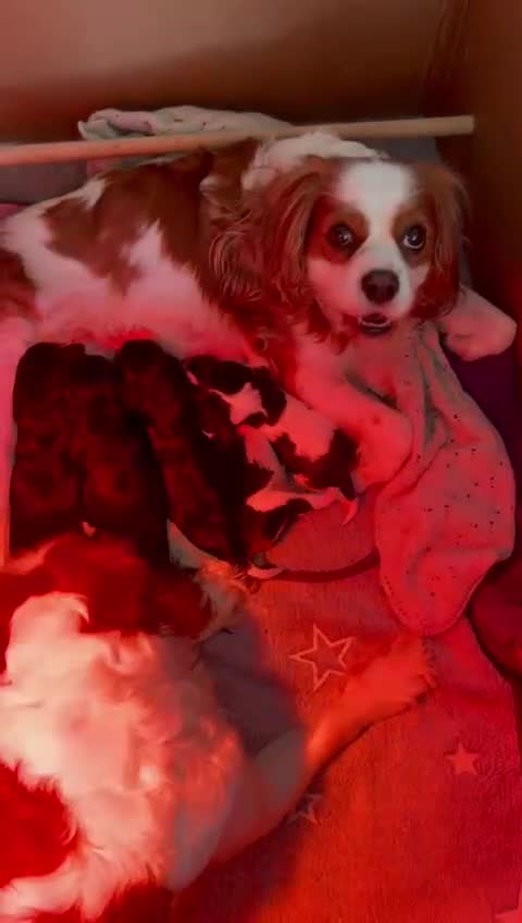 Cavalier King Charles Spaniel dogs for sale: Cavalier King Charles Spaniel KC Puppies - Video 2