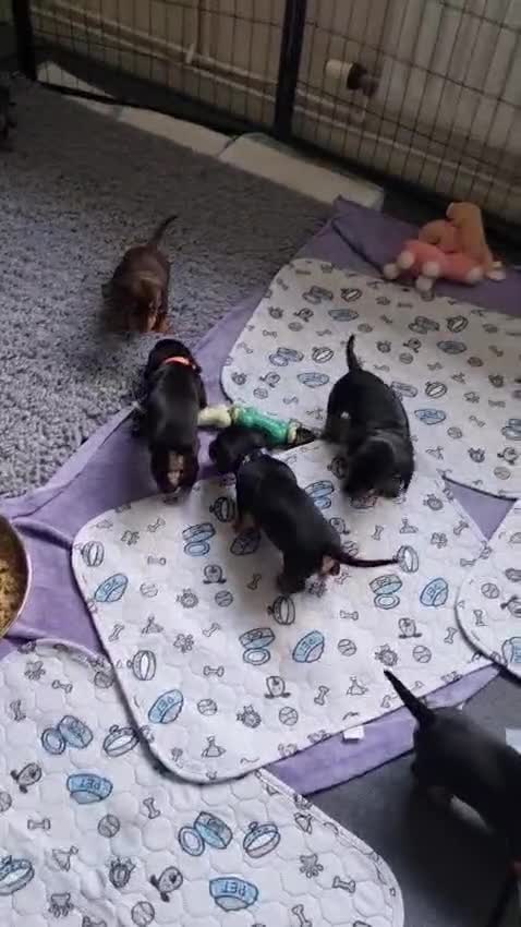 Miniature Dachshund dogs for sale: 2 beautiful black and tan girls  - Video 1