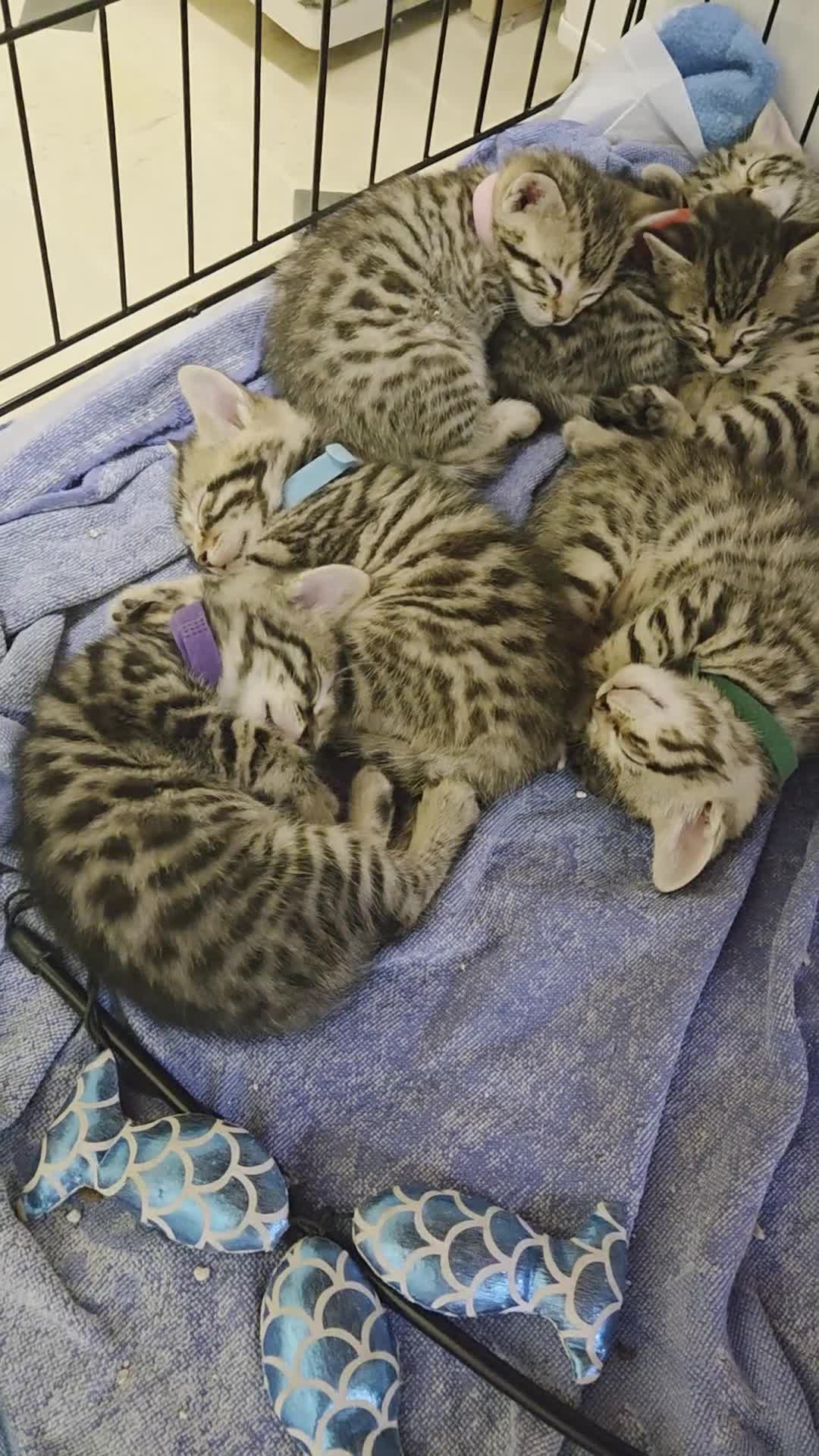Bengal cats for sale: Beautiful 1/2 bengal kittens - Video 1