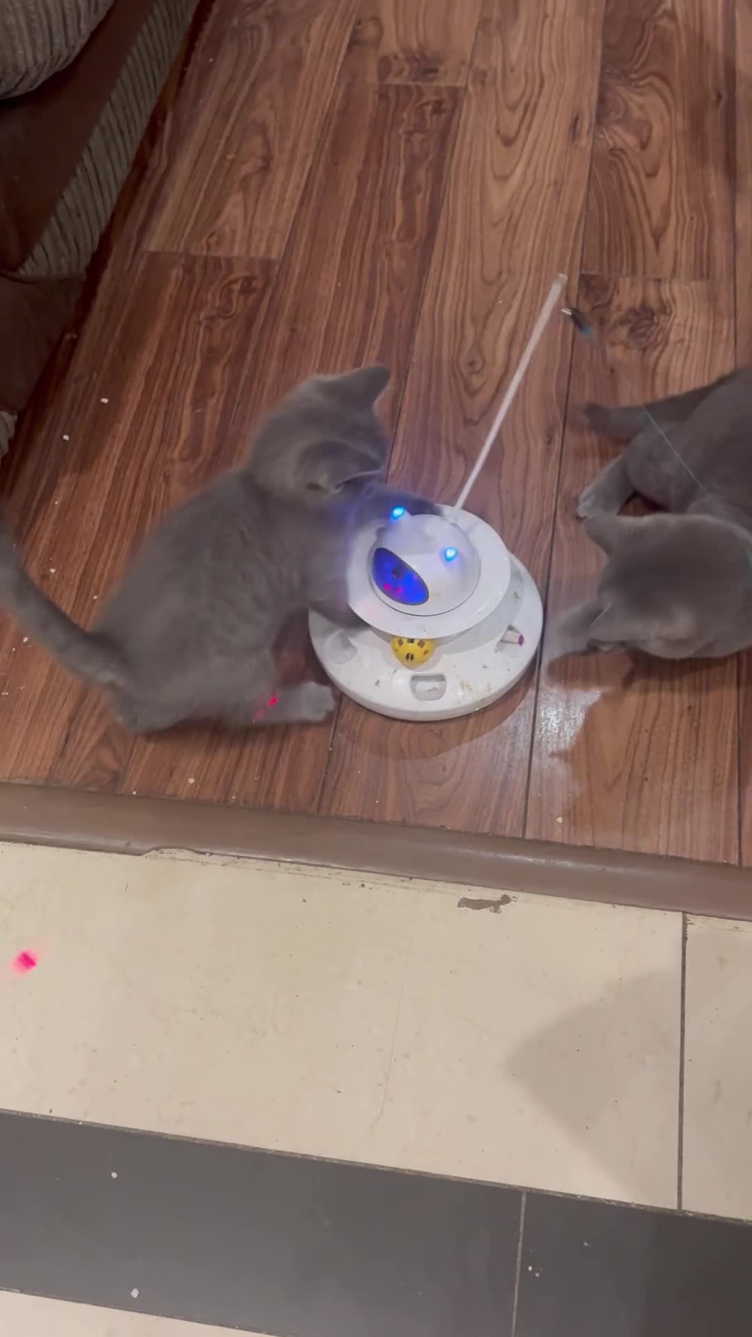 British Shorthair cats for sale: British Shorthair Kitten Male  - Video 4