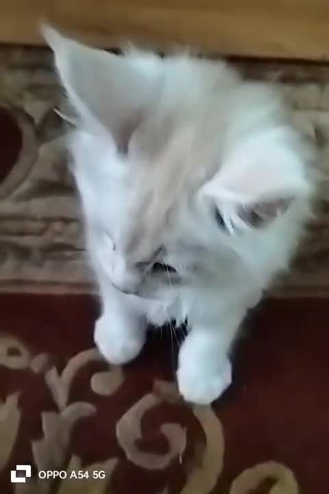 Maine Coon cats for sale: Adoreable Main Coon Kittens GCCF Reg - Video 1