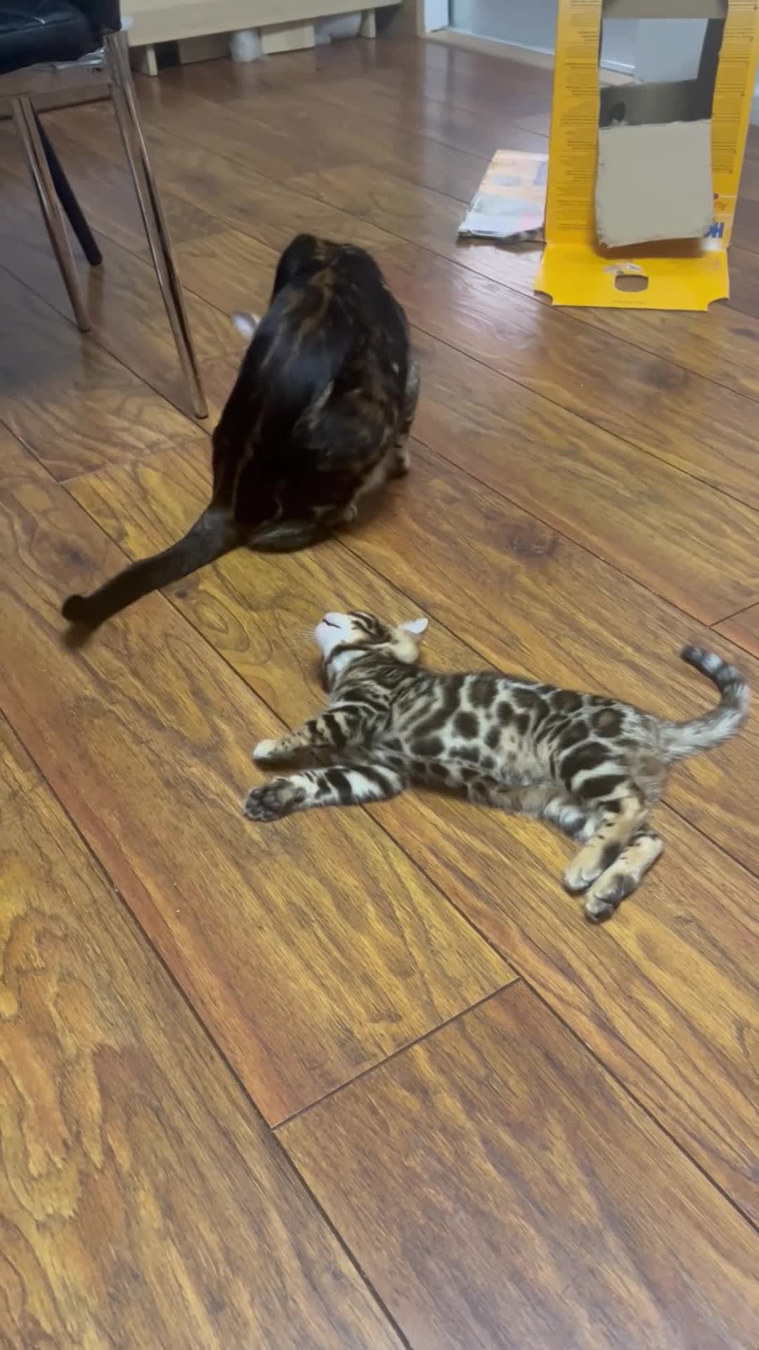 Bengal cats for sale: Bengal kittens  - Video 1