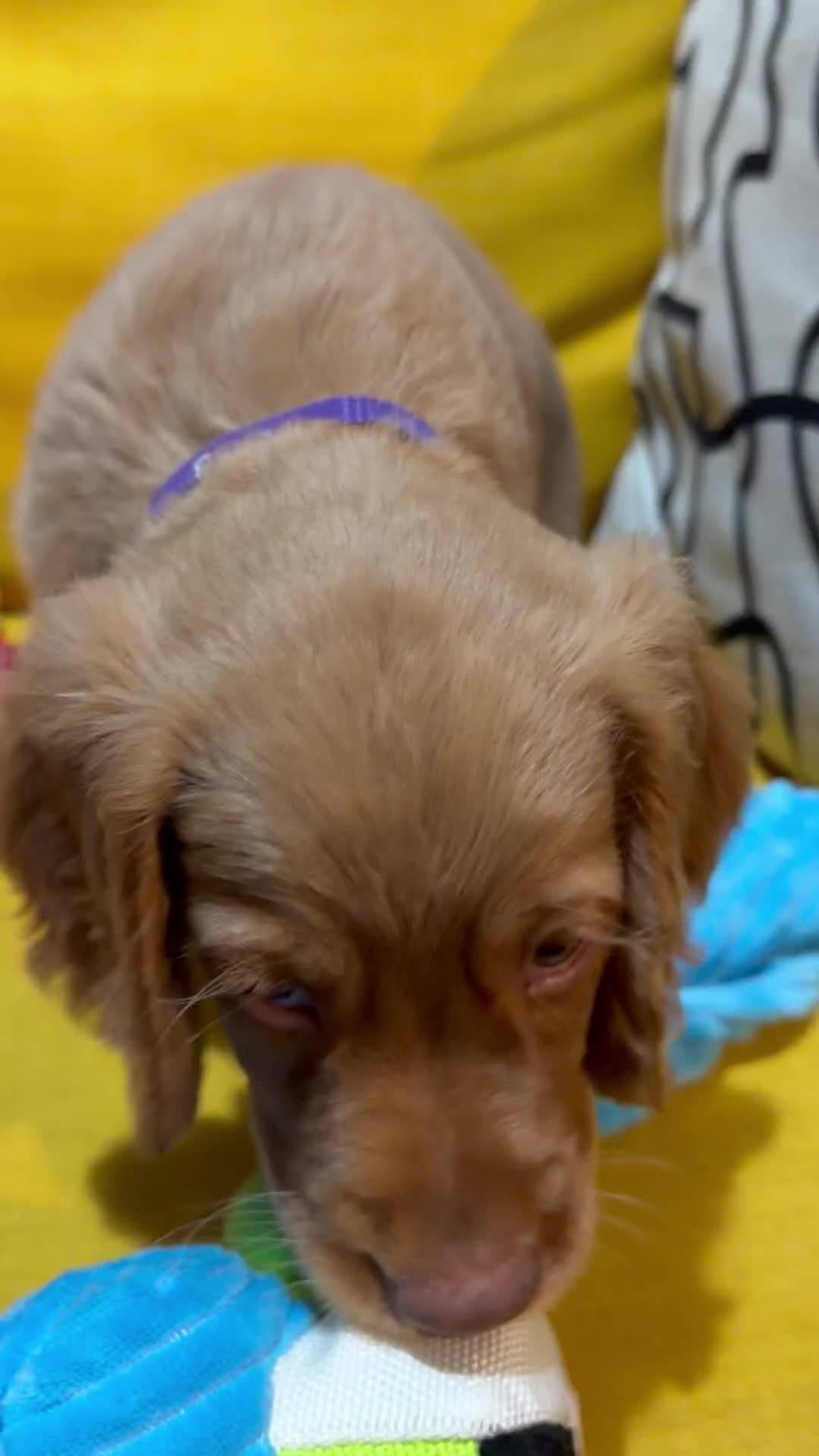 Cocker Spaniel dogs for sale: 7 Stunning Cocker Spaniel Puppies - Video 2