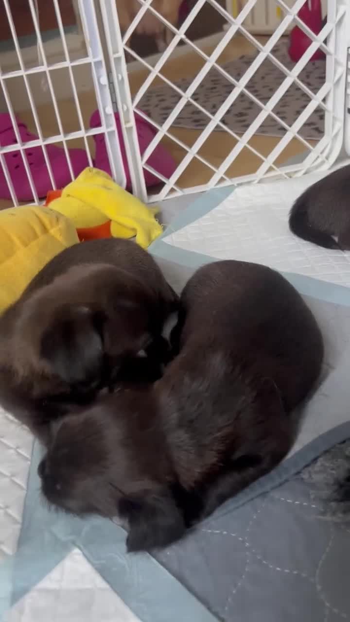 Mixed Breed dogs for sale: ADORABLE LITTER OF SHIH TZU/CHIHUAHUAS - Video 4