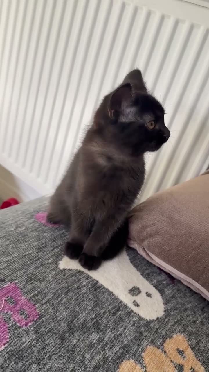 Mixed Breed cats for sale: British shorthair mixed breed - Video 1
