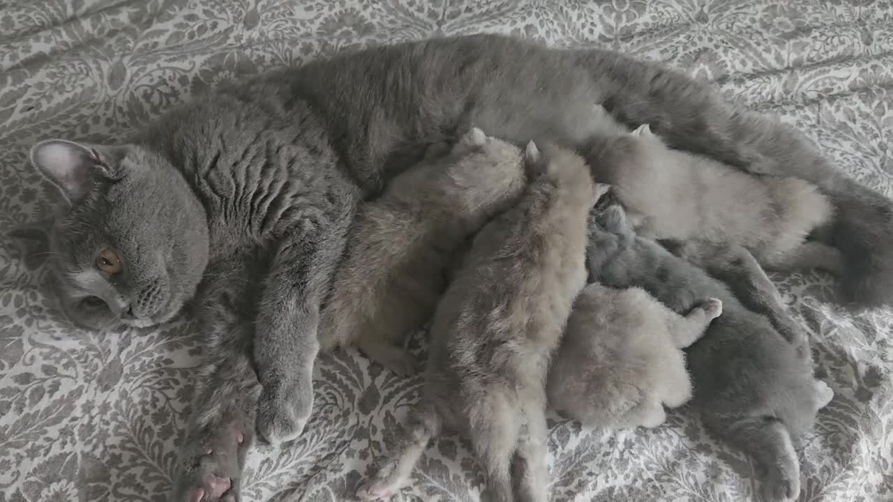 British Shorthair cats for sale:  British shorthair  - Video 2