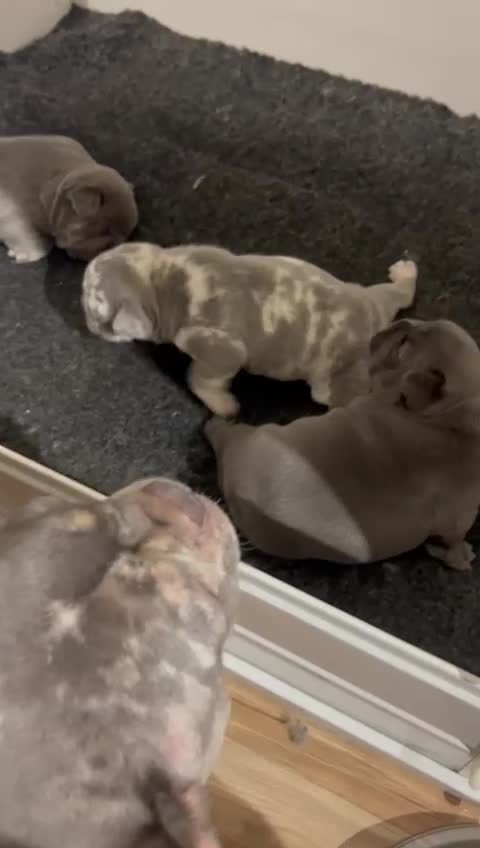 French Bulldog dogs for stud: 🔥🔥 PROVEN L1 & L4 BLUE VISUAL FLUFFY STUD 🔥🔥 in Feltham - Video 2