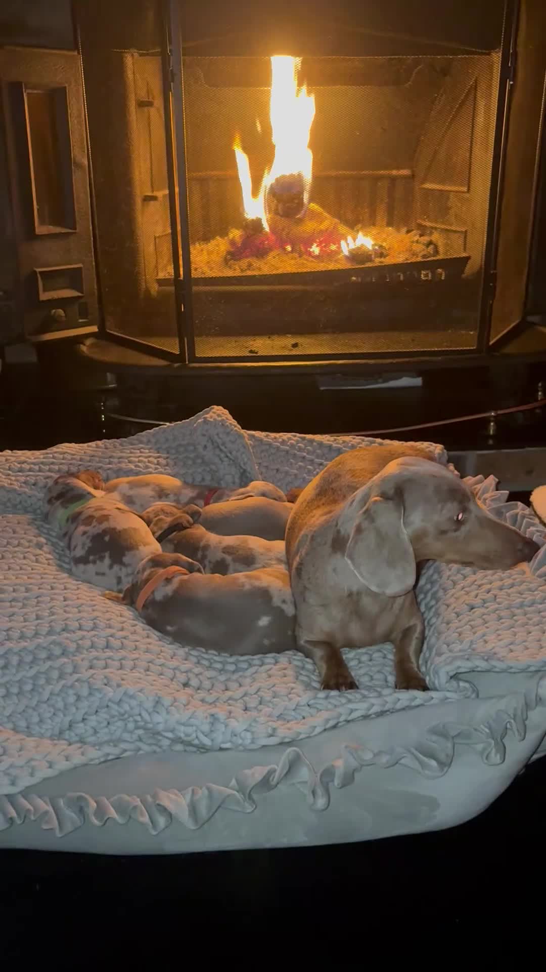 Miniature Dachshund dogs for sale: Beautiful miniature dachshund puppies  - Video 3